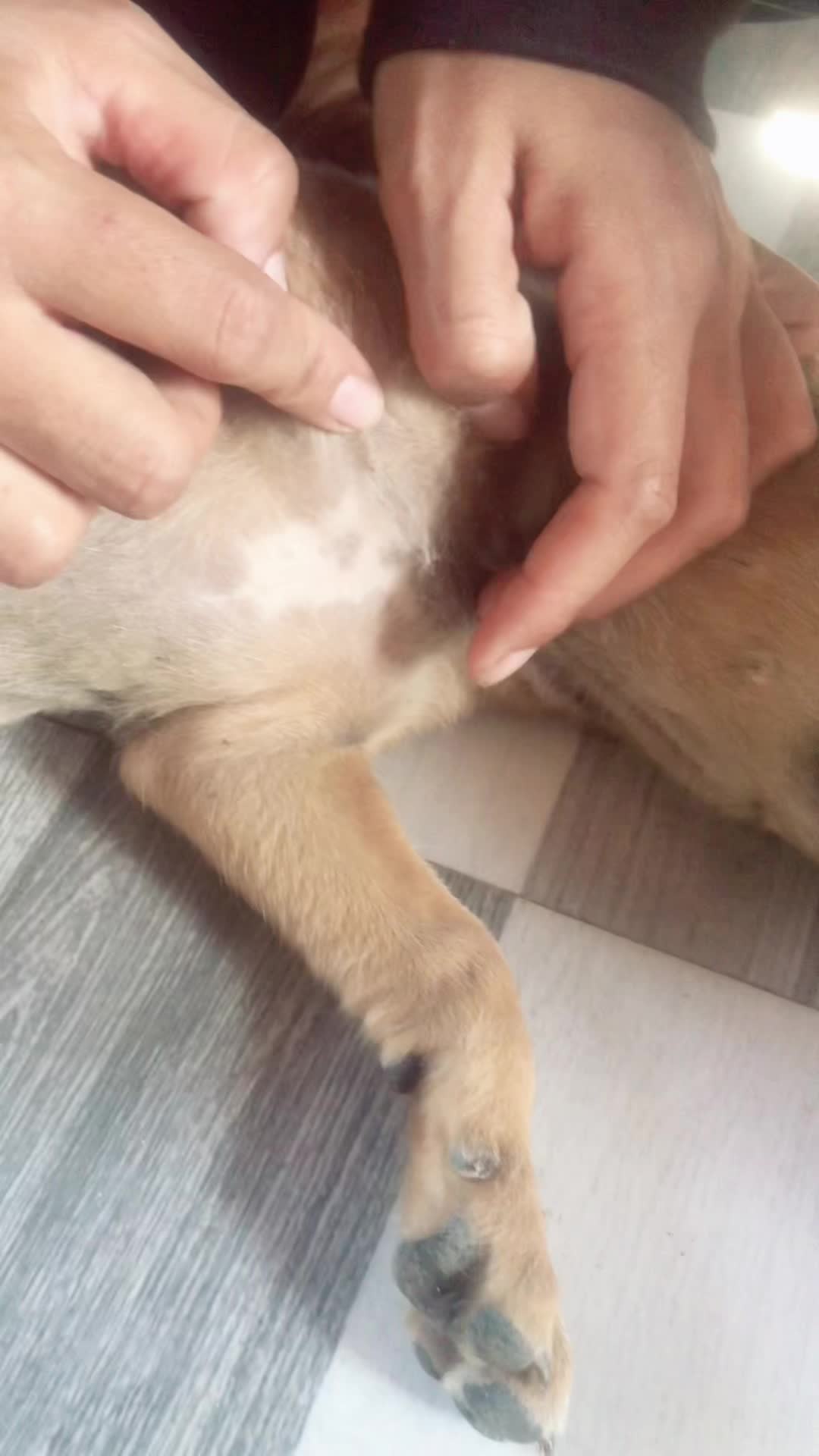 @lice puppy lovers
