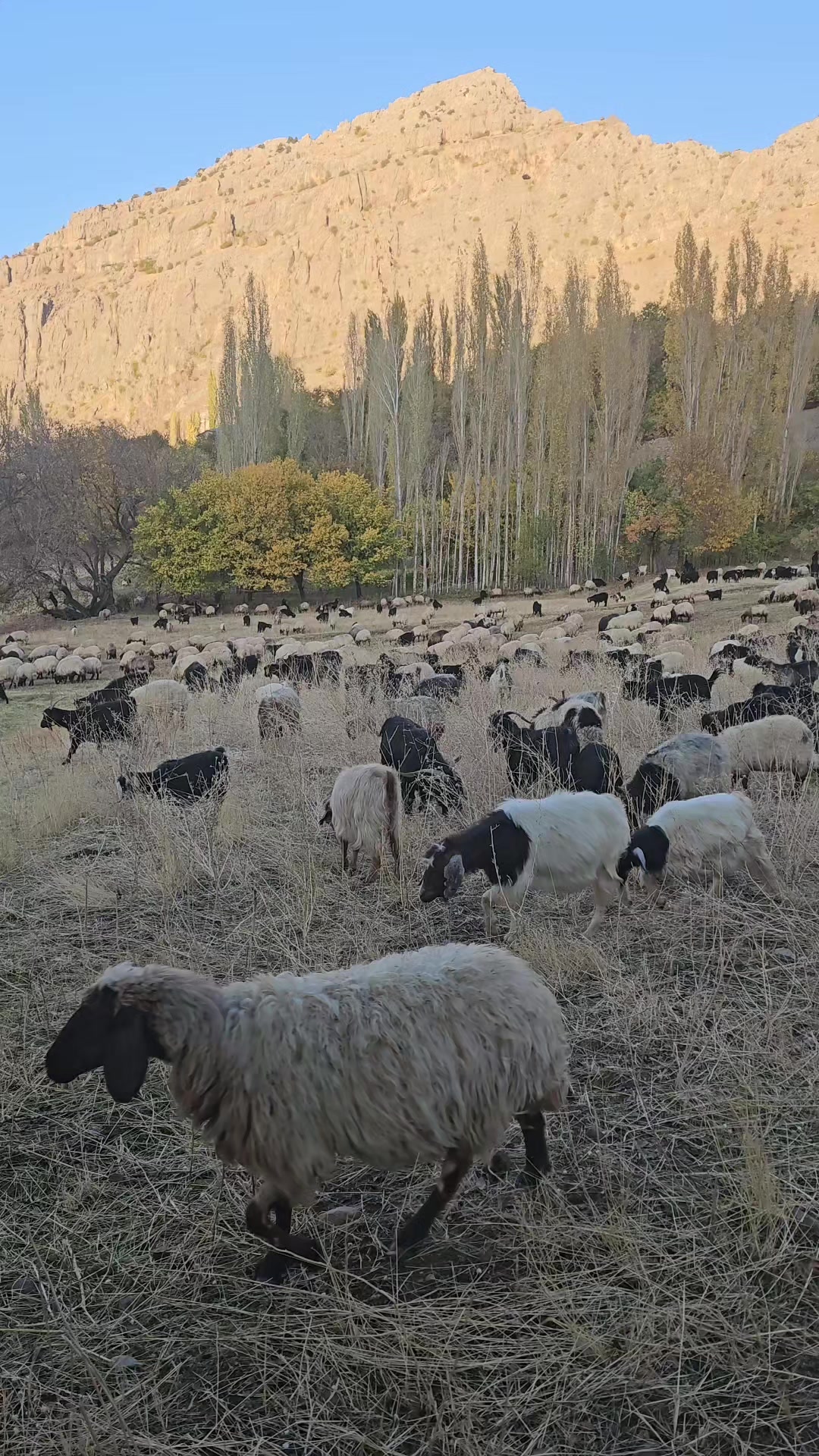 @Şahabettin