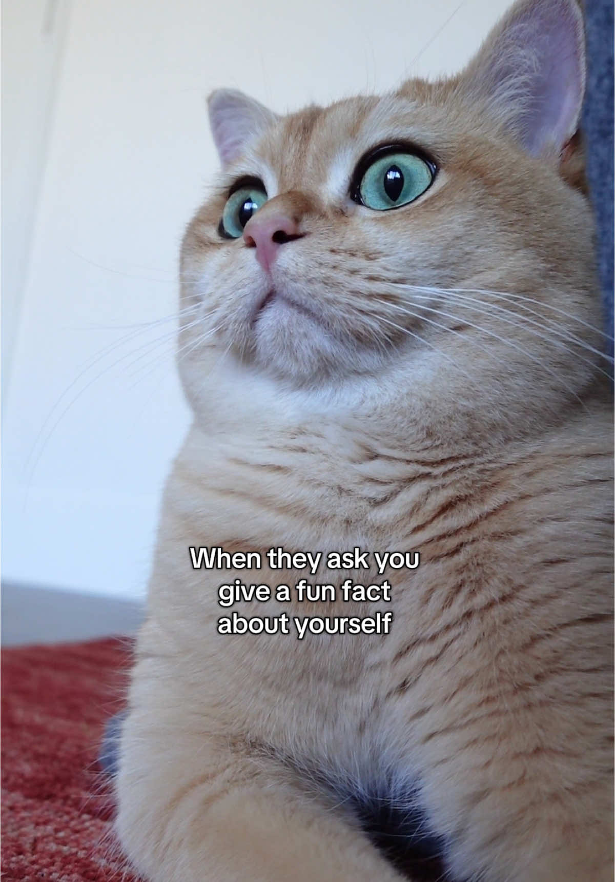 @tessie_cat_and_bert
