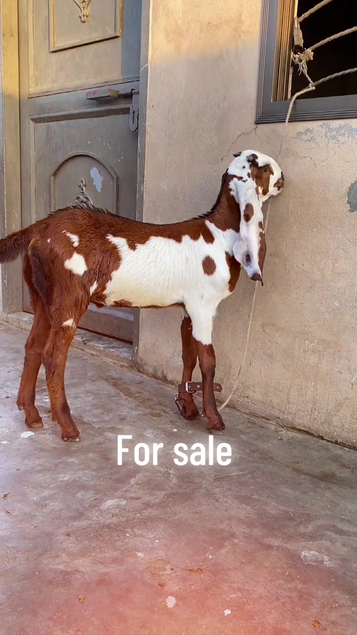 @Murwa Goat farm
