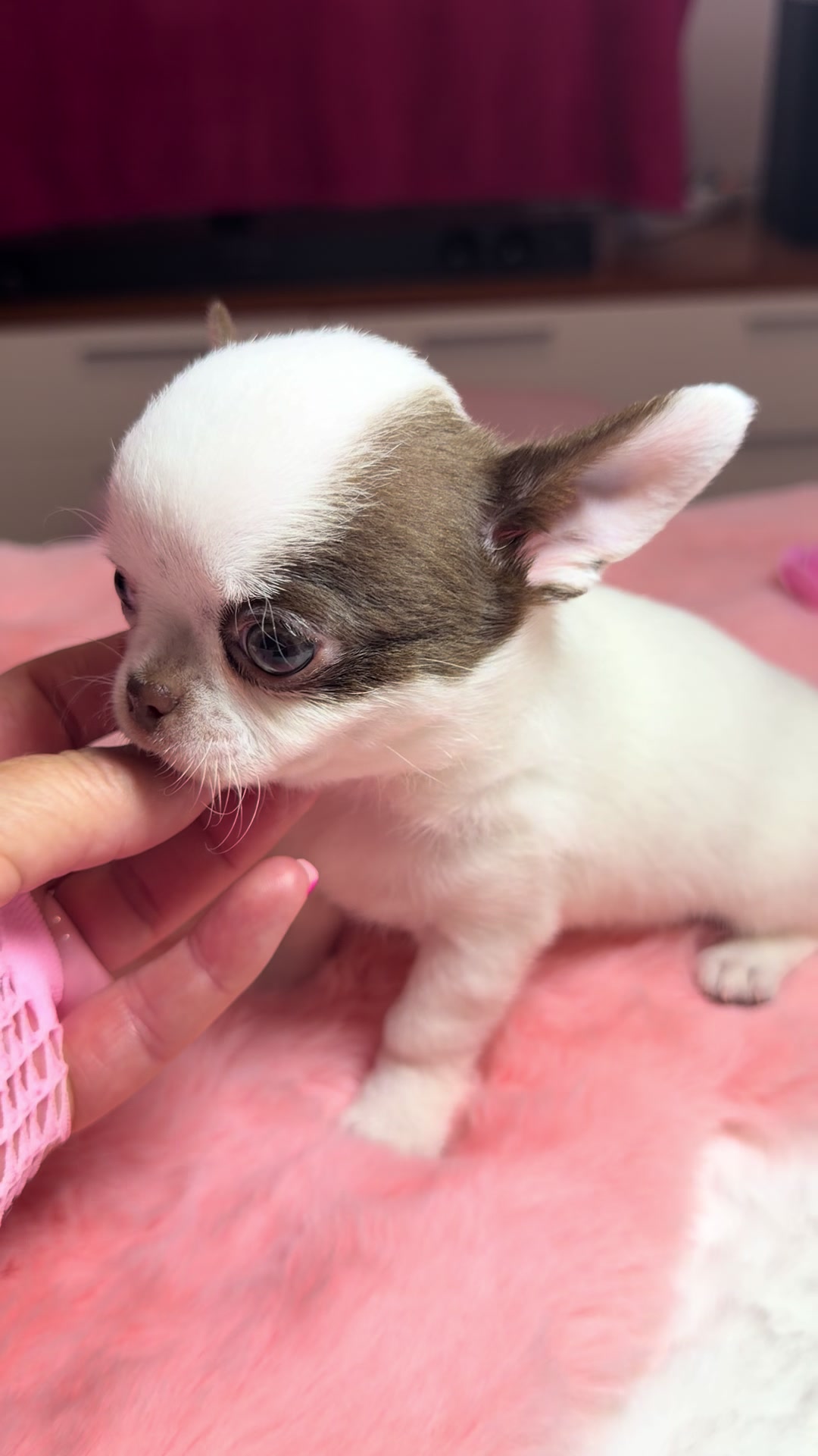 @Xhiana Chihuahuas. 🇪🇸
