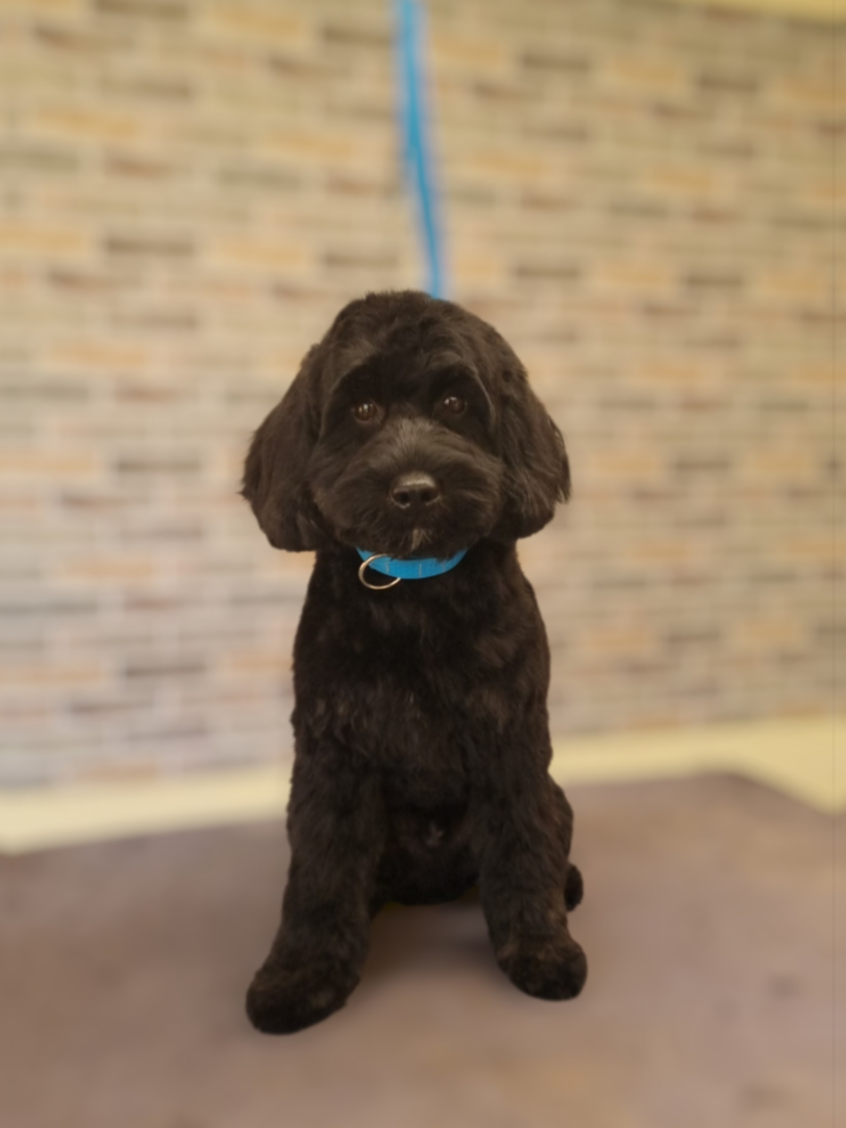 @PawsomeDogGroomingSouthOxhey