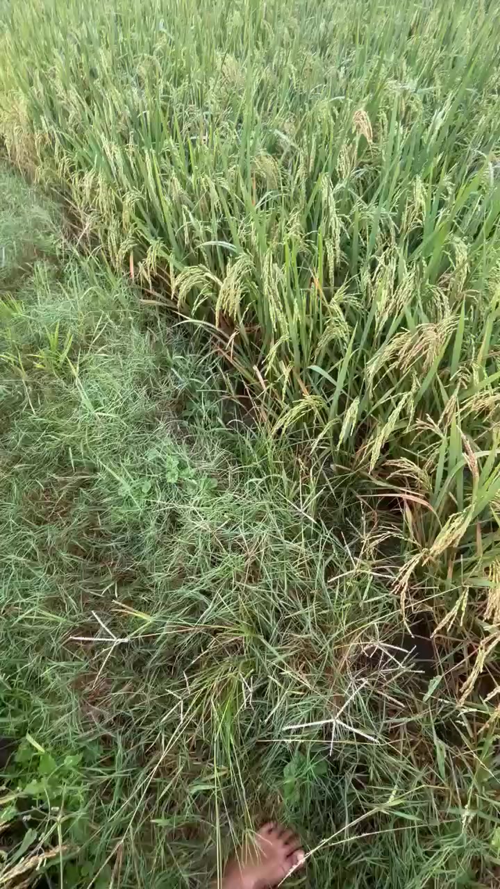 @kholif