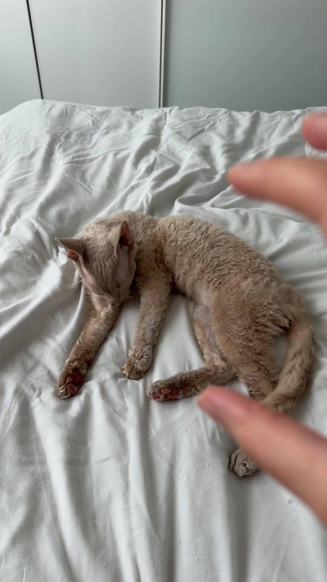 @TugbasCats