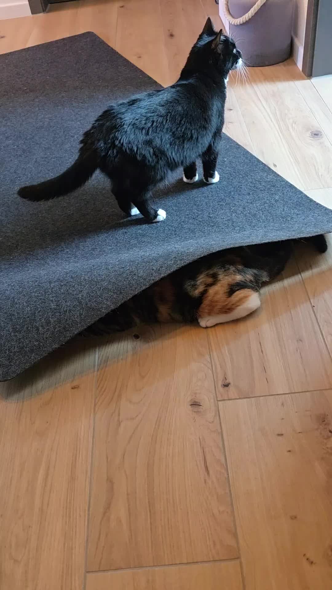 @diana🐱🐈🐈🐈
