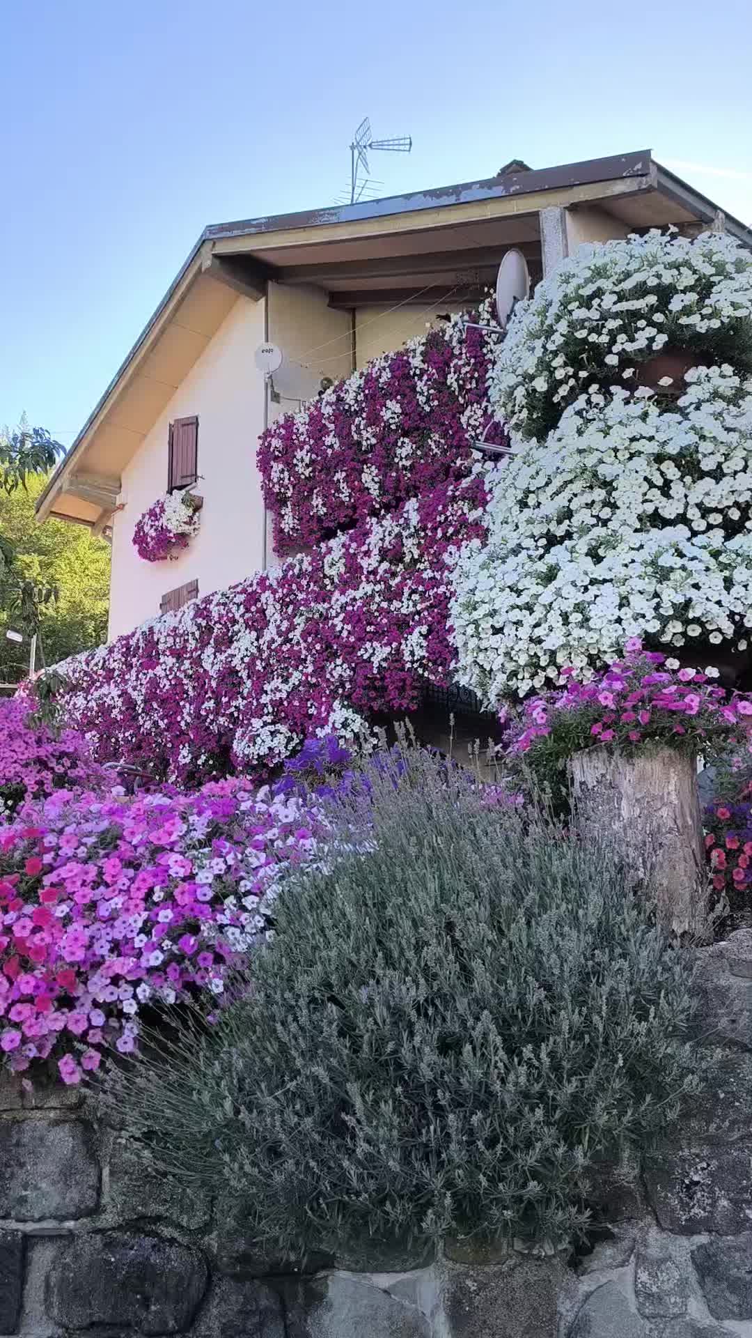 @Elena Vulpe Pilipenc