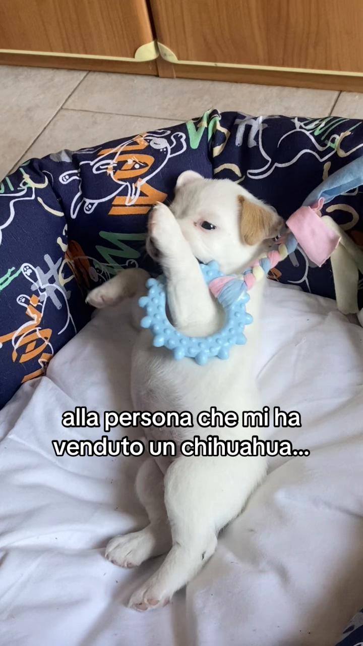 @aurora guerra