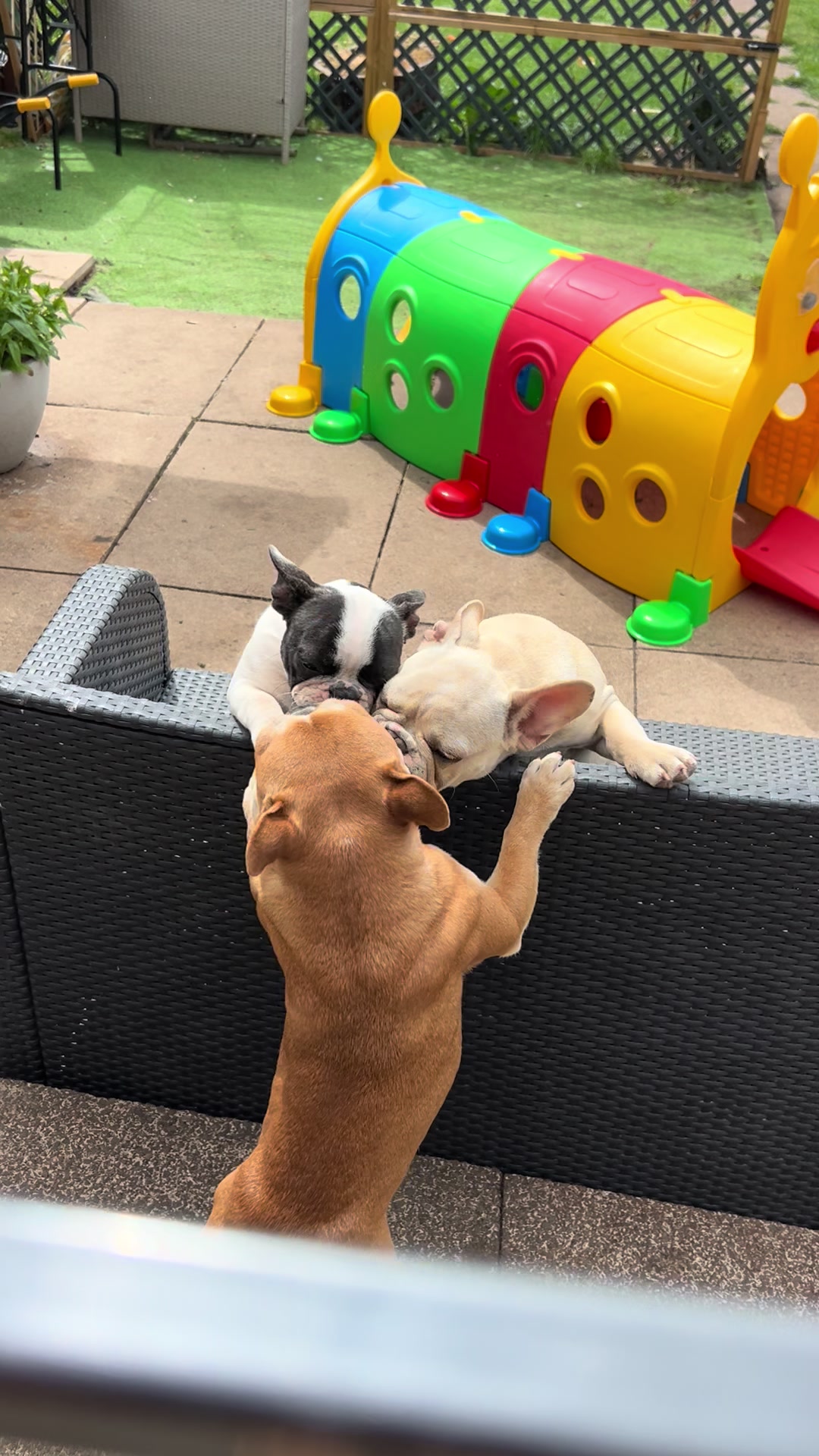 @perfectibull_uk