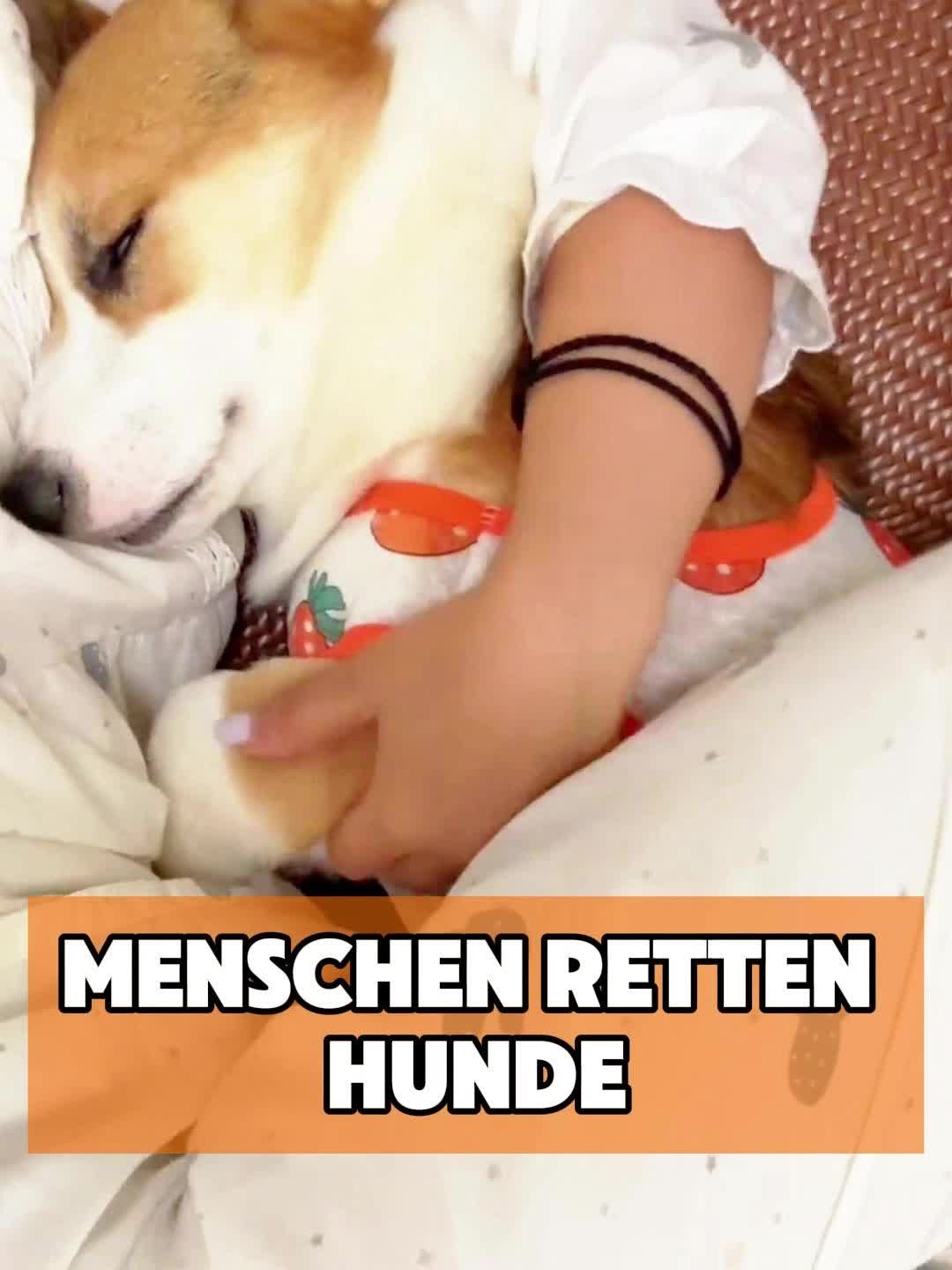 @toto_tier