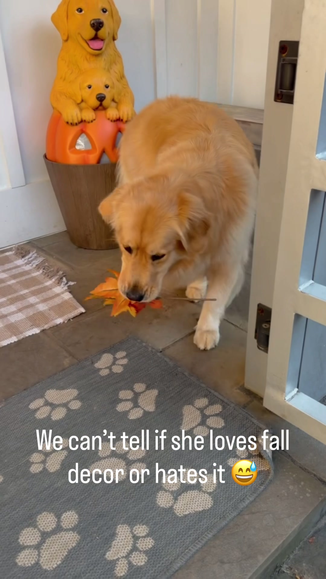 @DogMomisms
