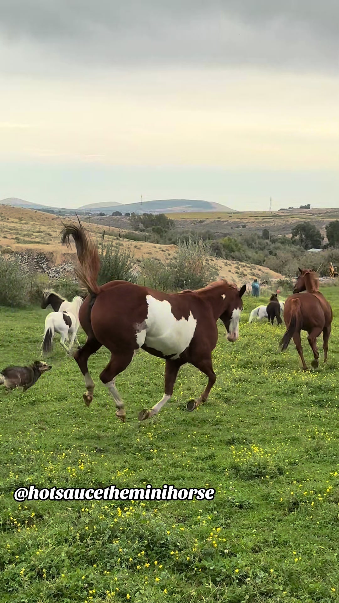 @Hot Sauce the Mini horse 🐎