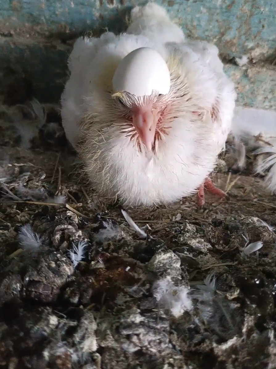 @Pigeon_which_unusual3