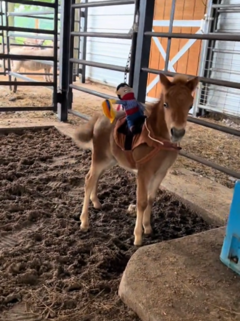 @Horses TikTok
