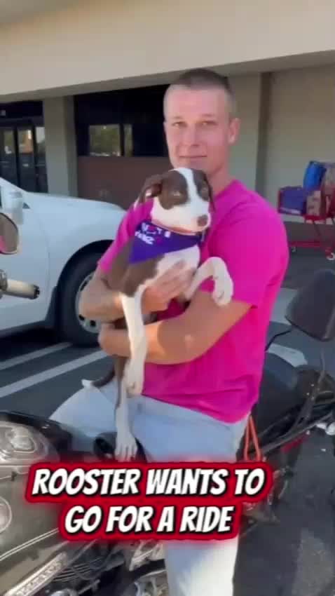 @Amazing Dogs Rescue