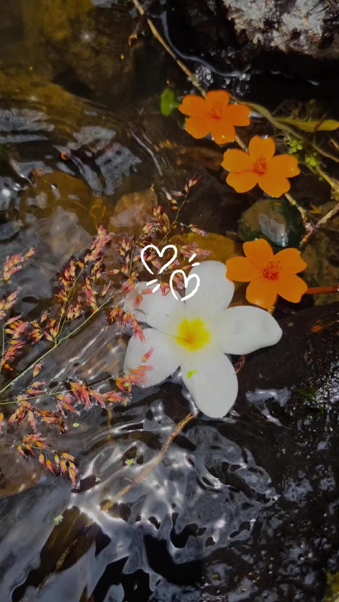 @doly.dfn
