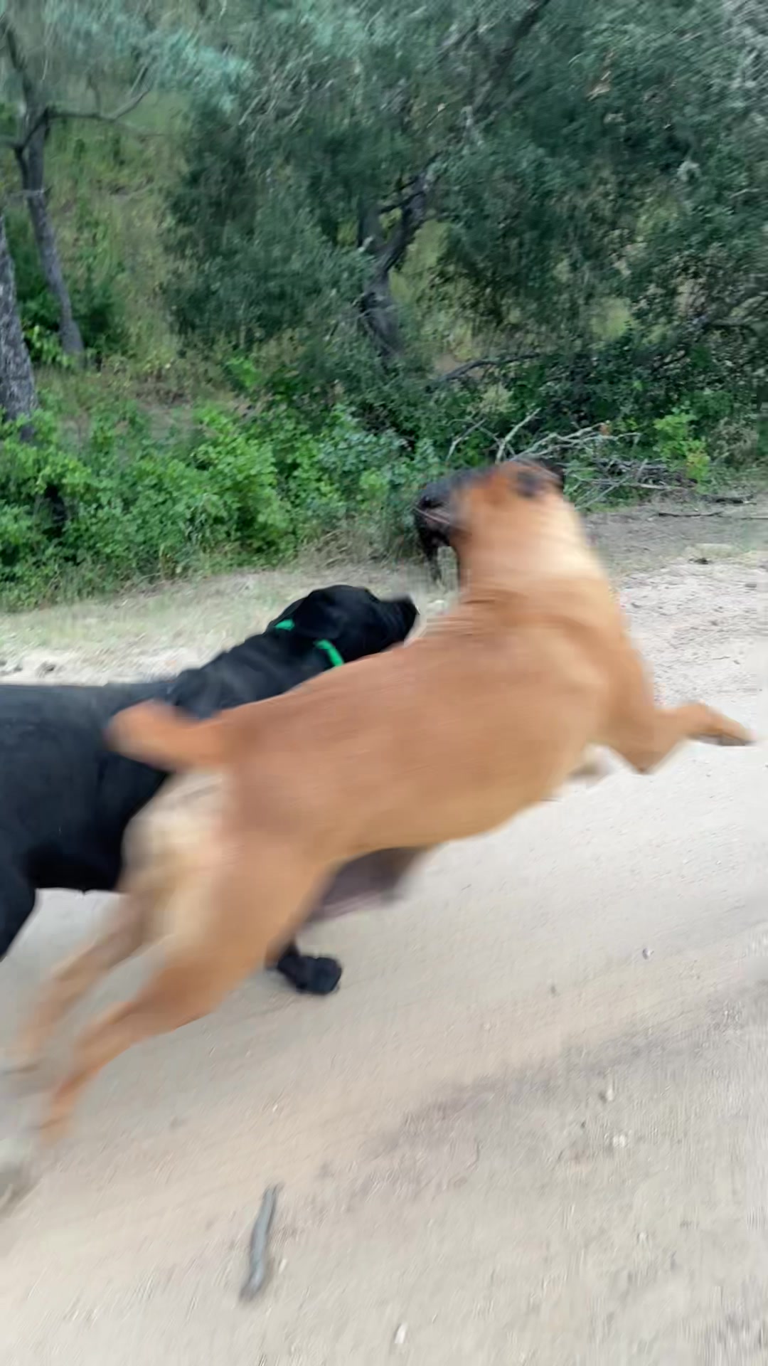 @Bigfoot Boerboels