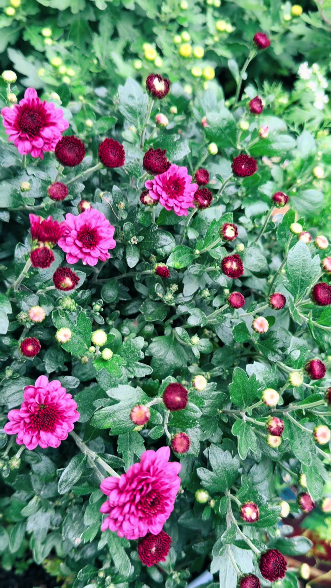 @🌺Flower’s Lover❤️