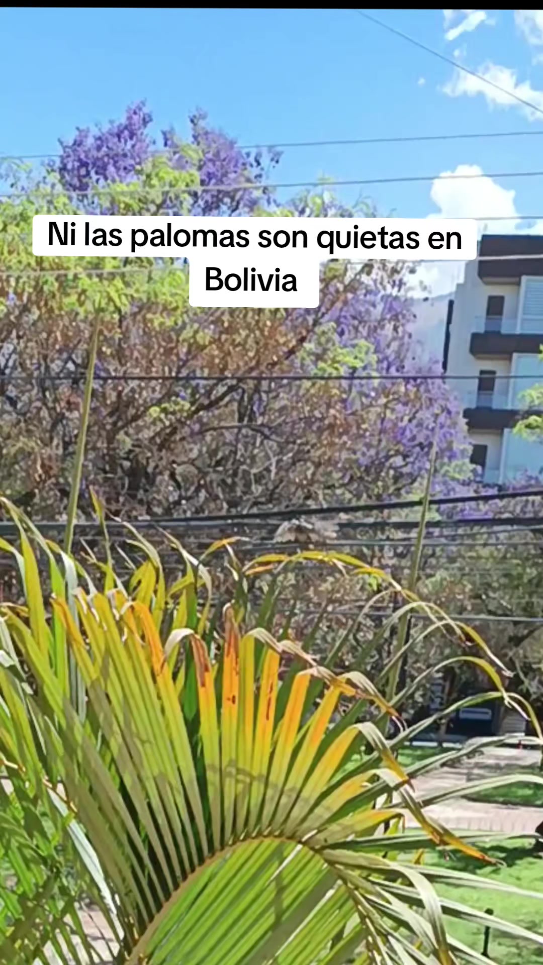 @Maite H Rojas