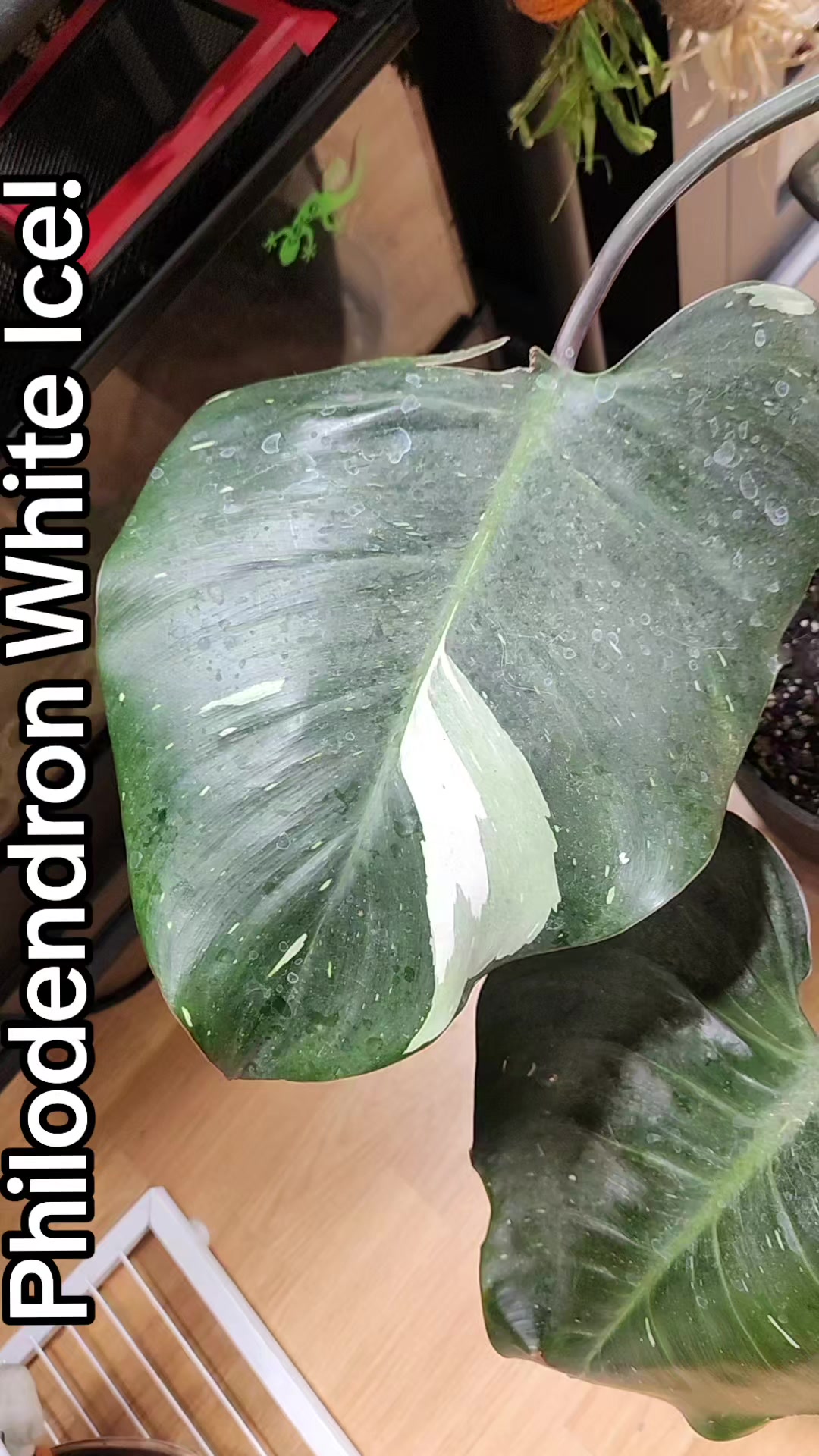 @Plants&Parks
