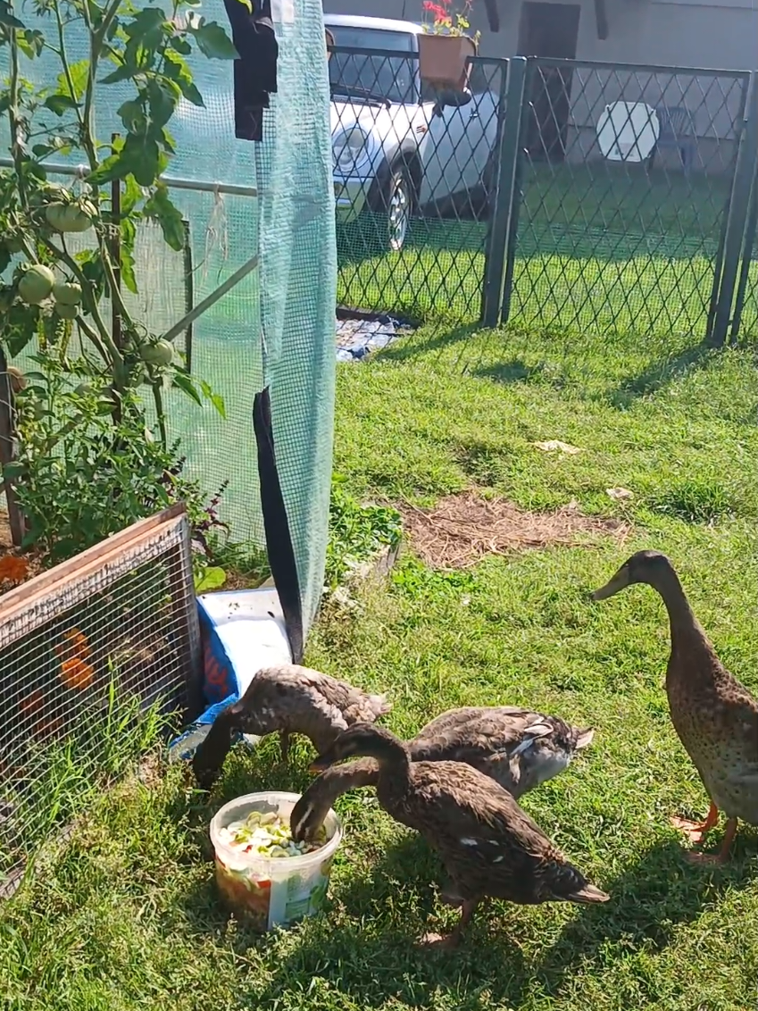 @Kaczogród u Milki🦆🦆🦆🦆
