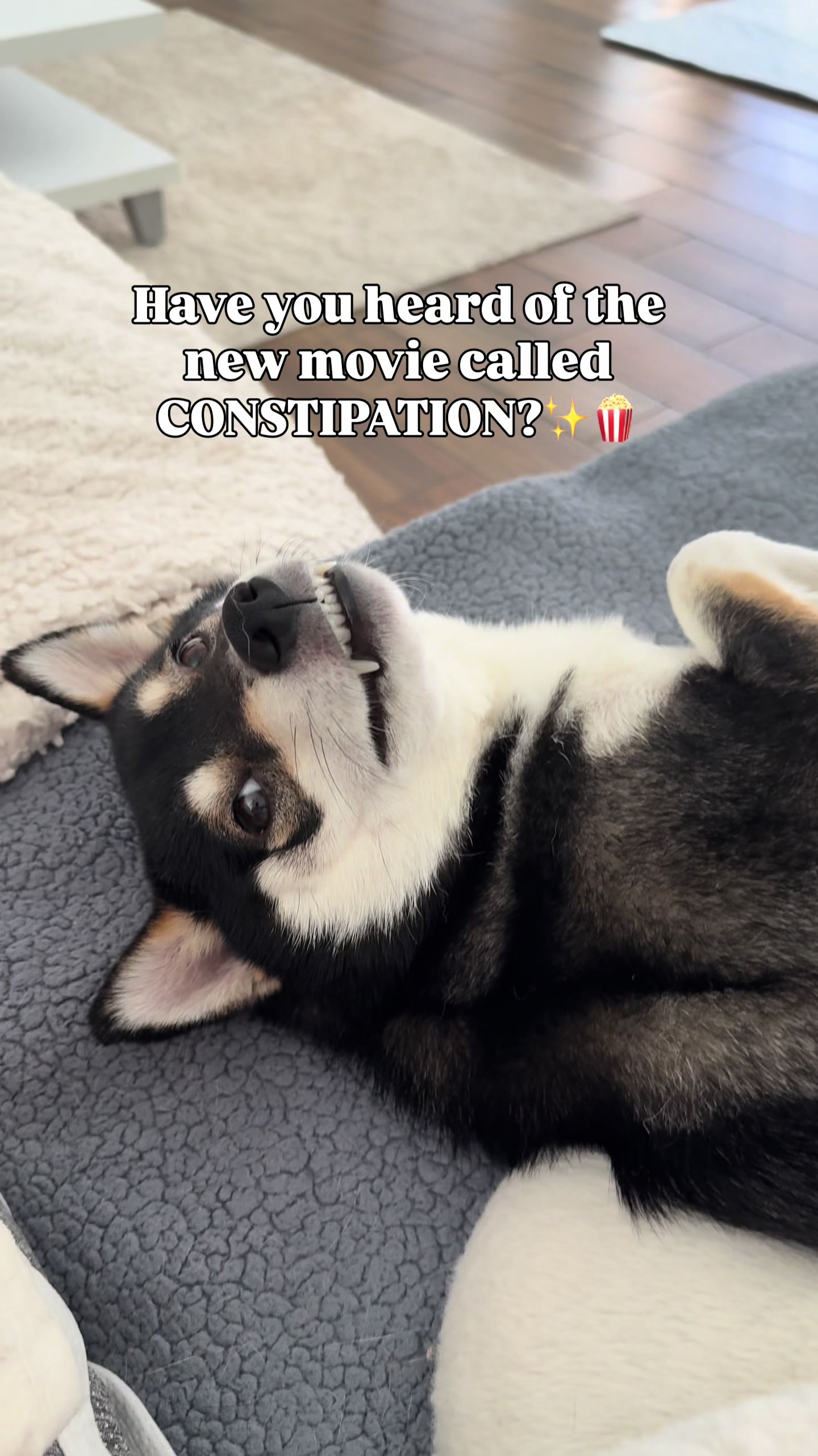 @Flock of Shibas 🐕🐕🐕