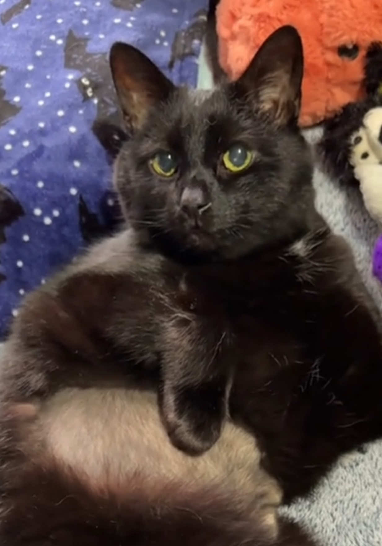 @Teefie_tribe 🐈⬛🐈⬛🐈🦷🦷