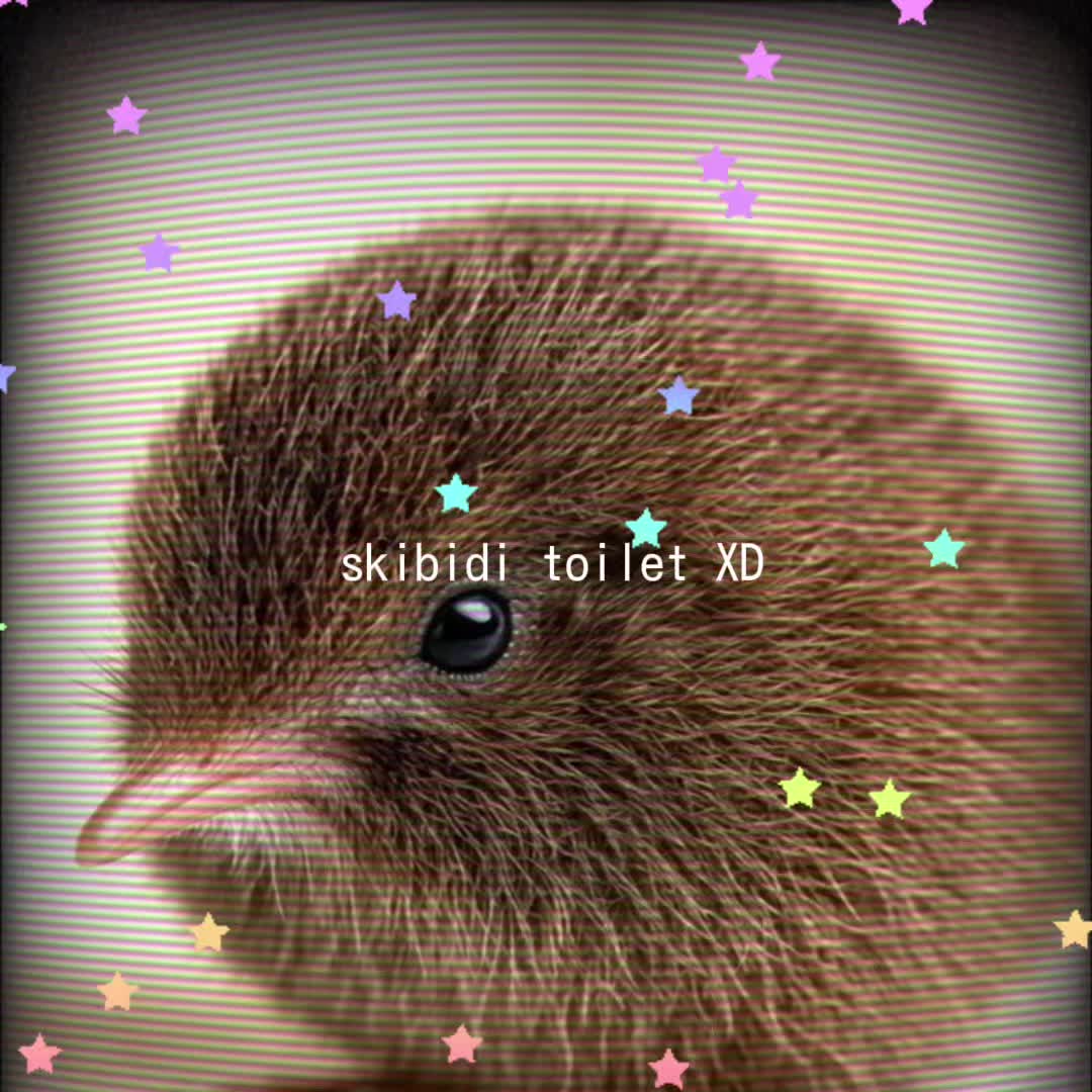 @The kiwi bird