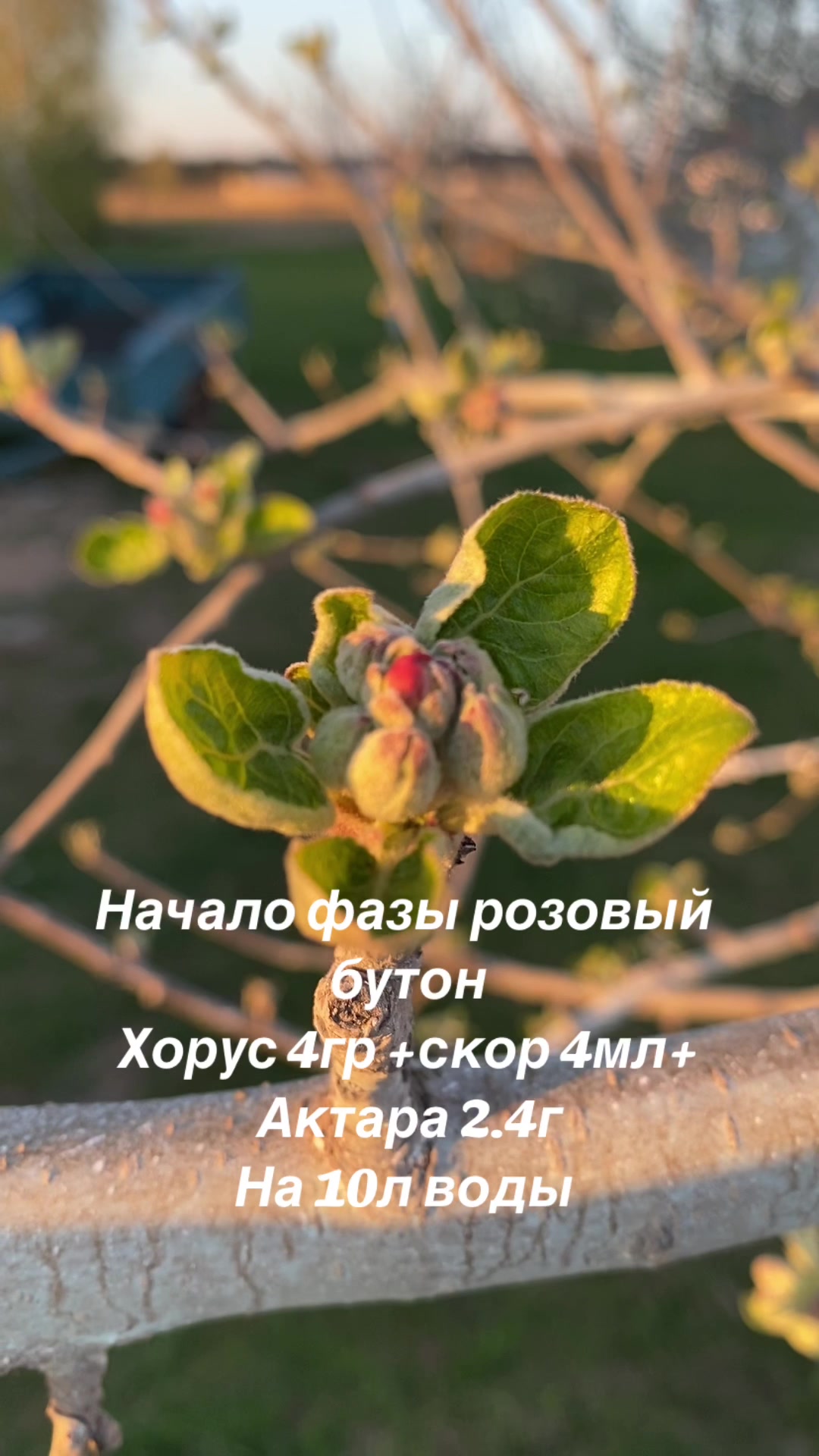 @сад🍏🍒🍇