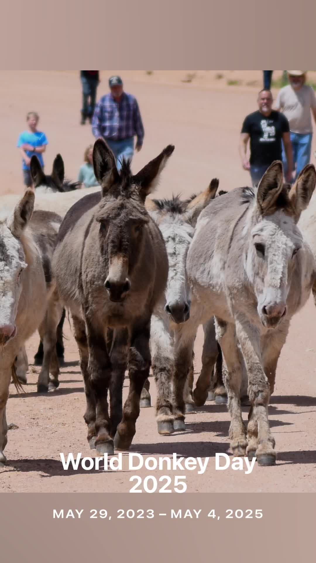 @CCDonkeysOfficial
