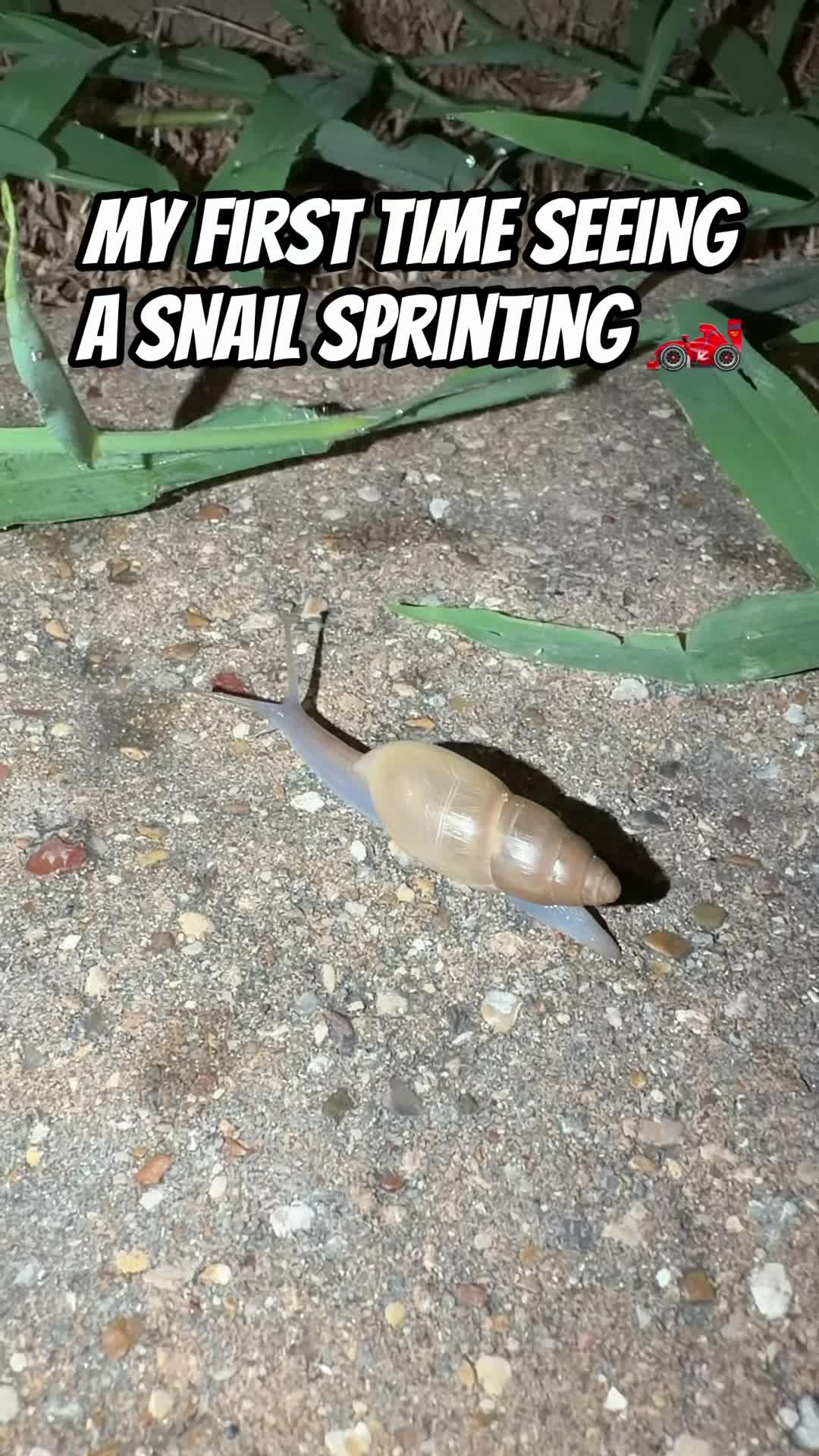 @Sephist