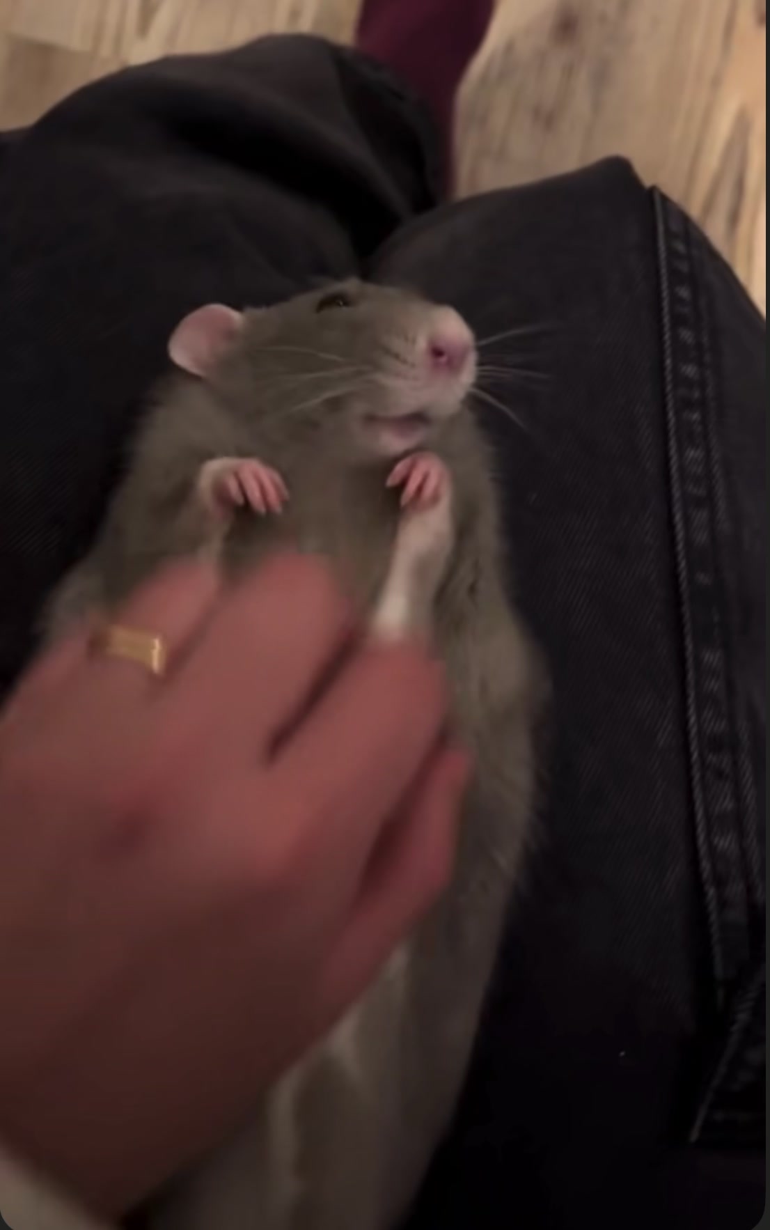 @Gargamel L'Féroce 🐀✨