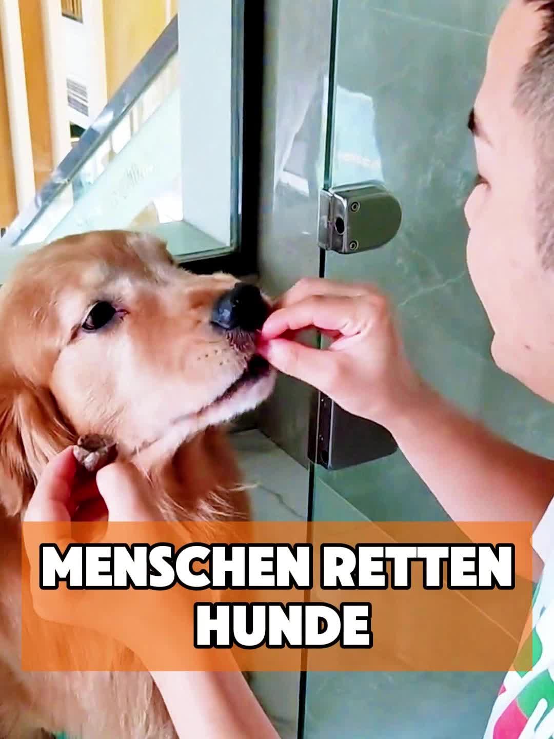 @toto_tier