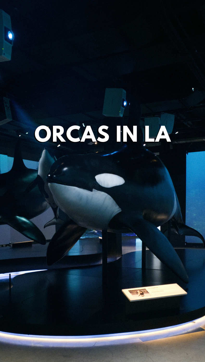 @The Orca Man
