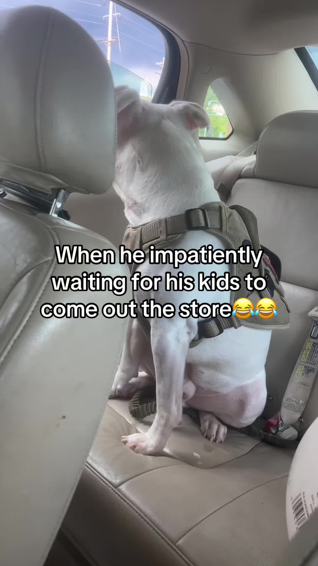 @authenticenergy89