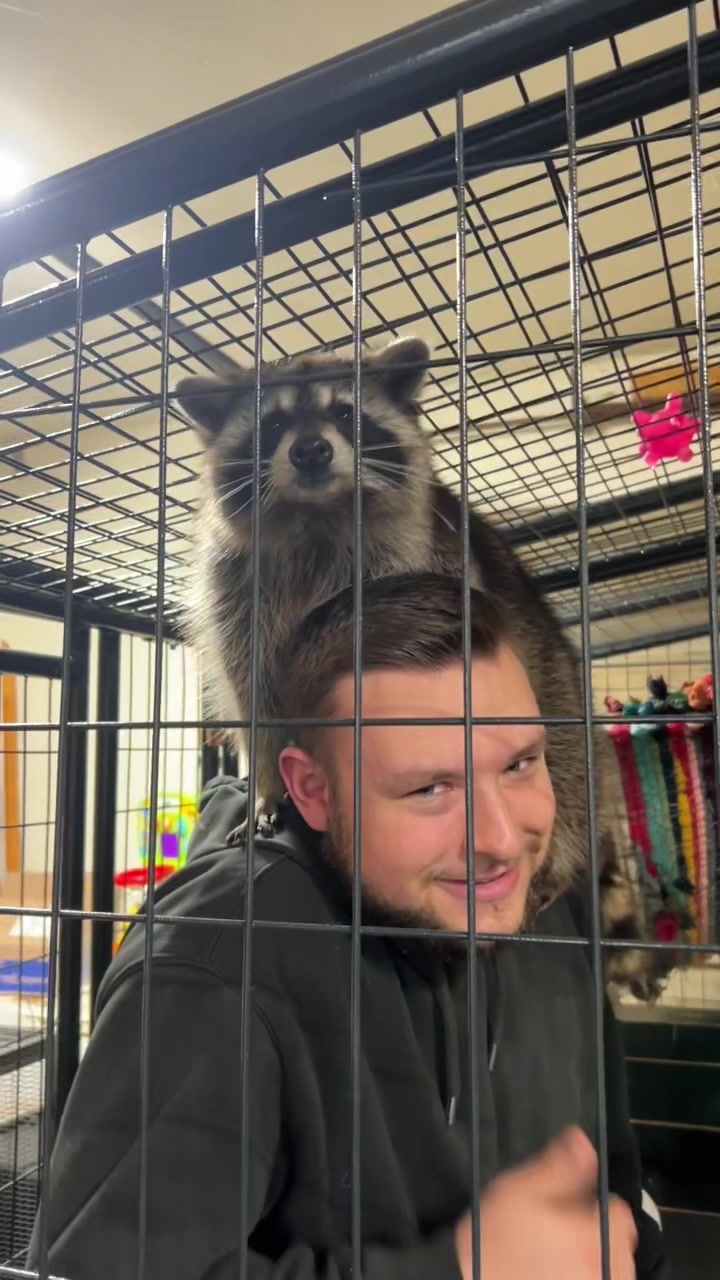@BushBabyTheRaccoon