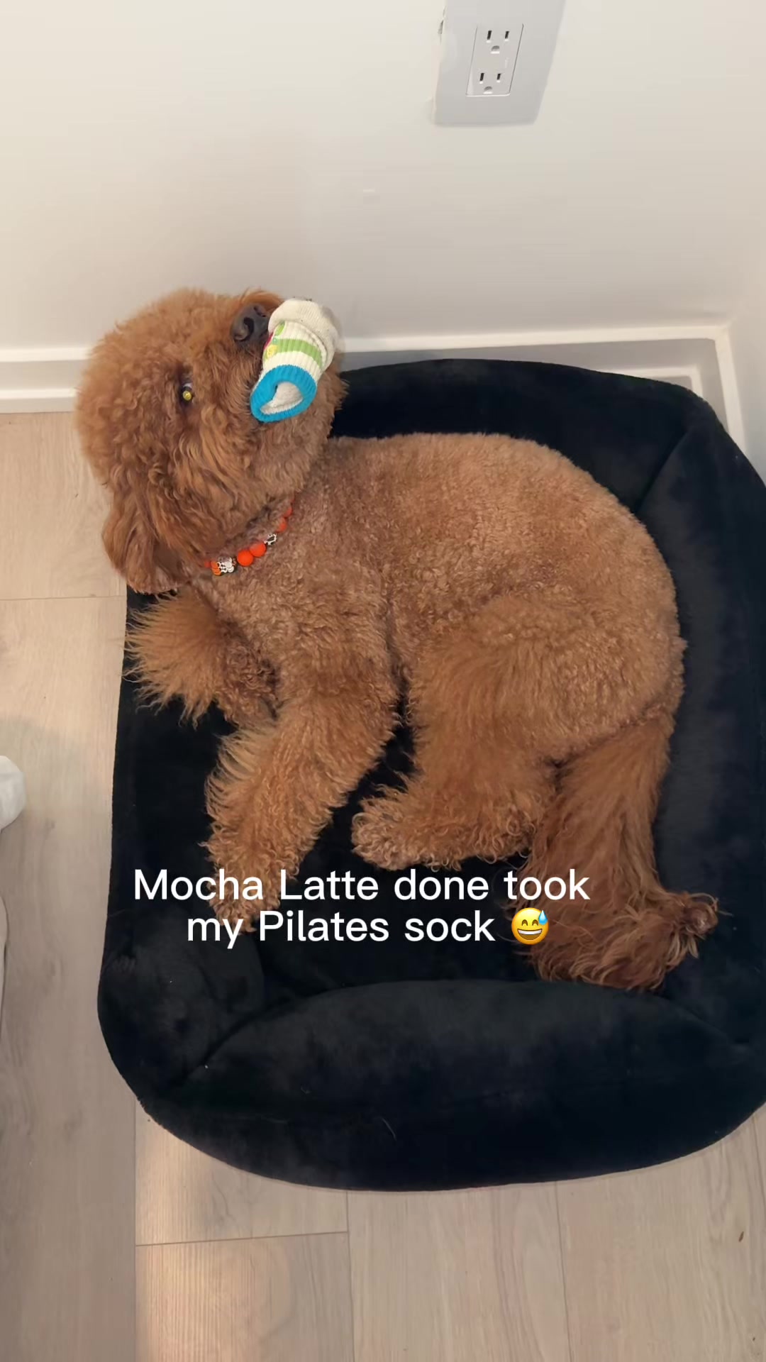 @LA Shay & Mocha Latte ๐ค๐พ