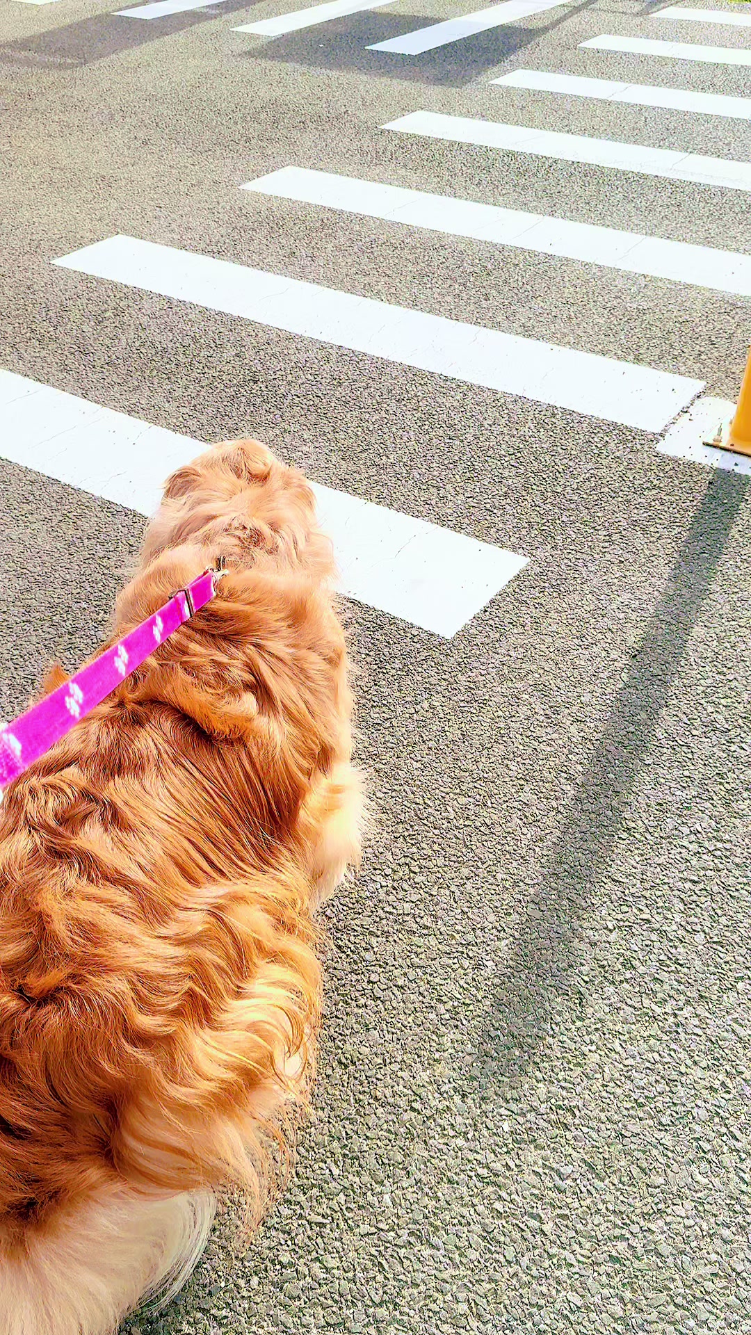@ACIKA🇯🇵🇲🇨MOMO🍑🐶