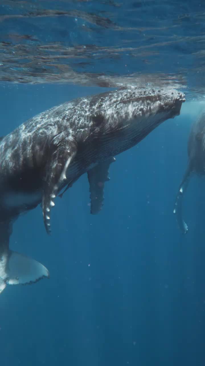 @Whale - life in ocean