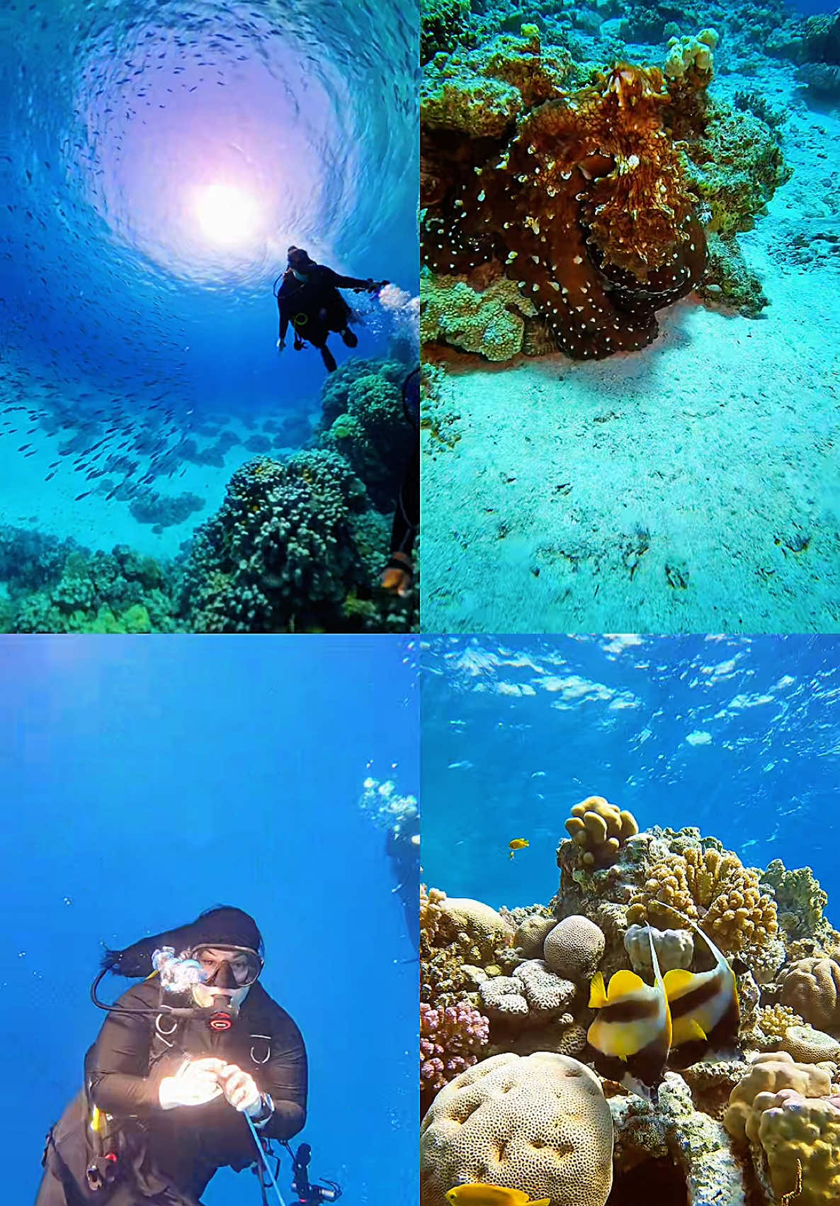 @Underwateramira 🤿♥️
