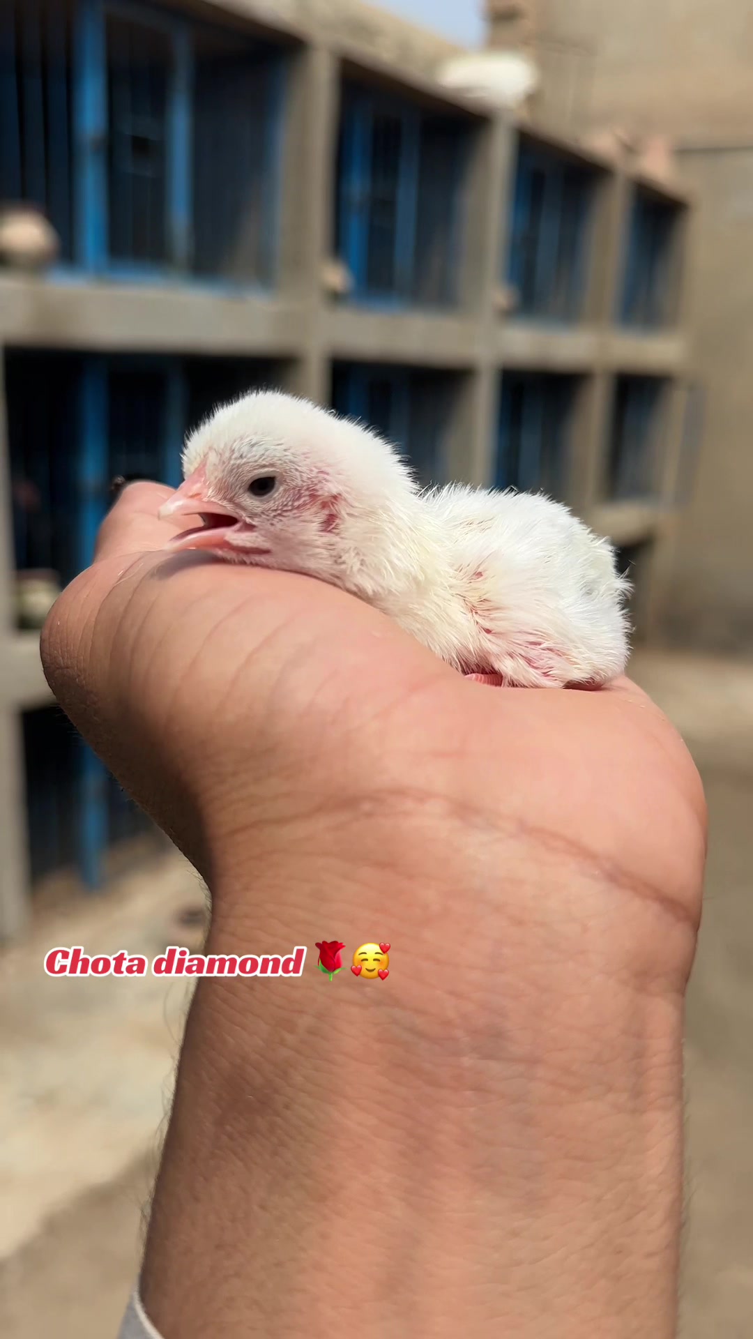@Professionalaseelbirds2