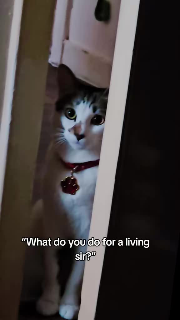 @cairo🐈