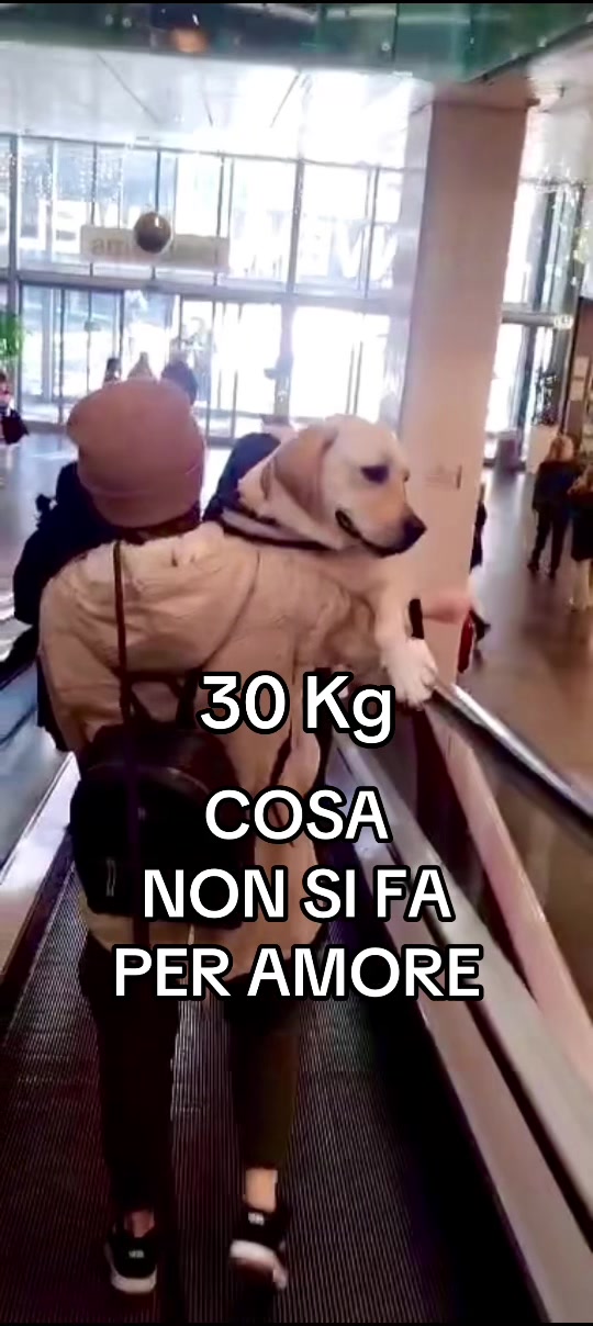 @ALMA_labradorRetriever