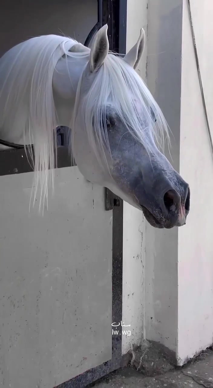 @هاني الدابس الشراري🐎
