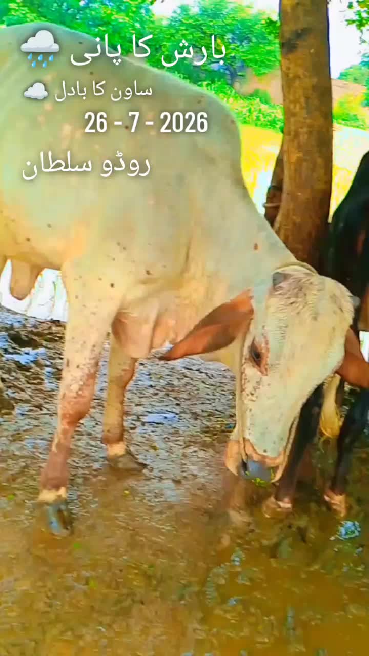 @ثقلین جسکانی بلوچ 👈302🫵