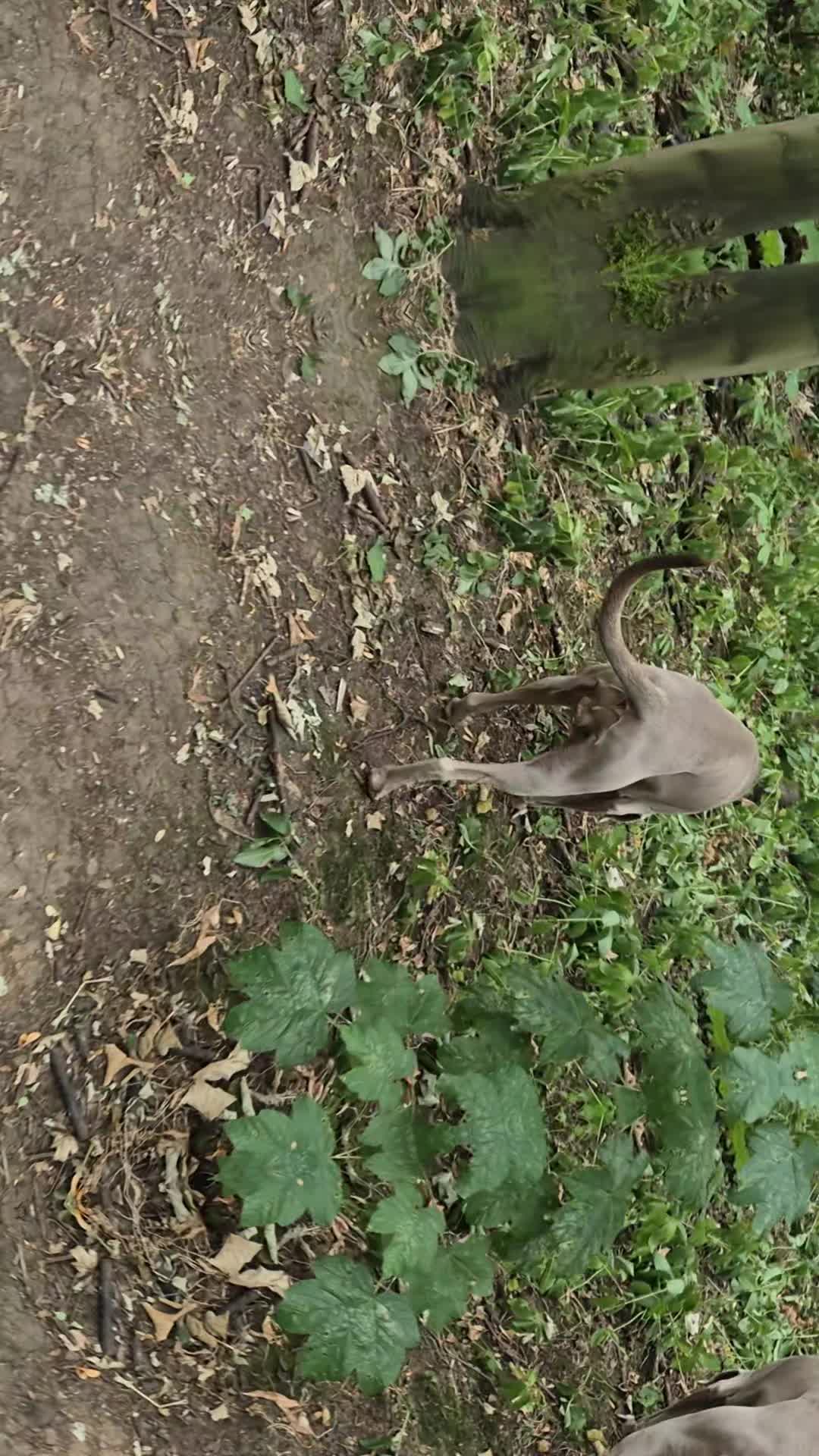 @Sabsky weimaraners
