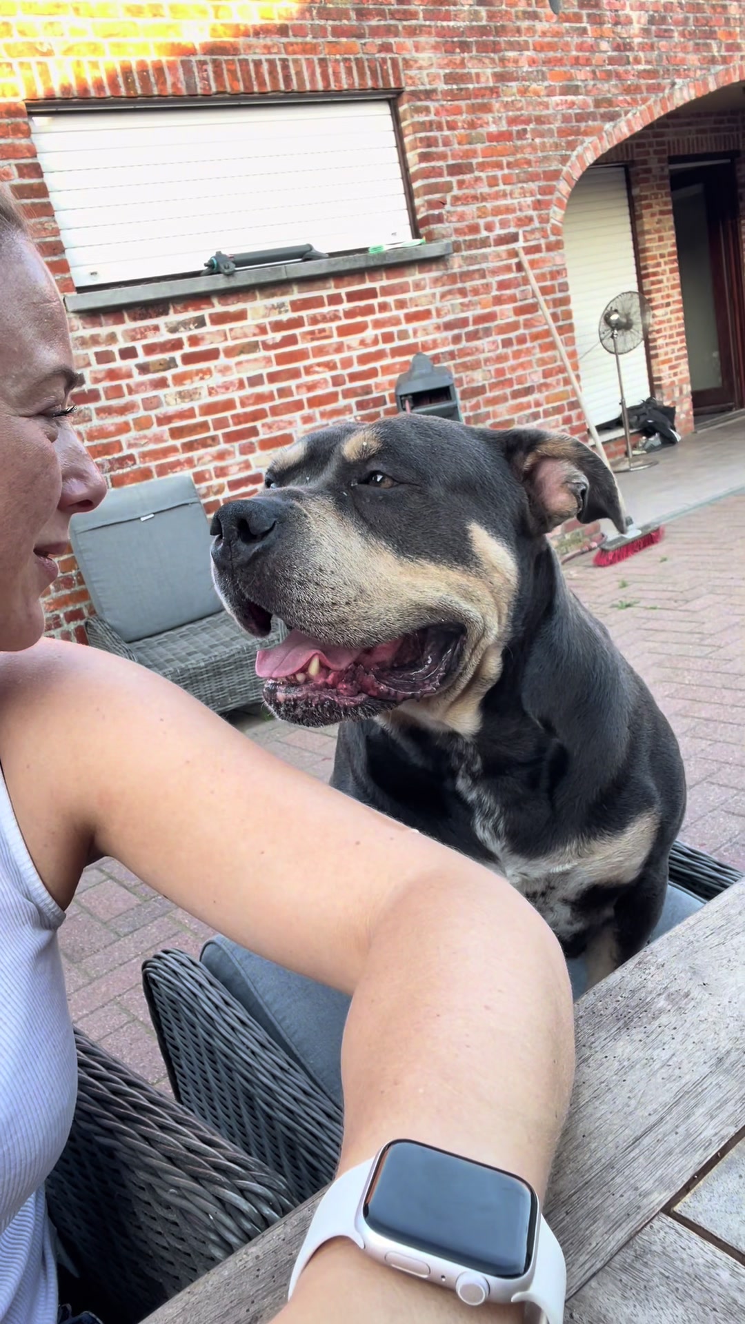 @bigdutchbullykennel