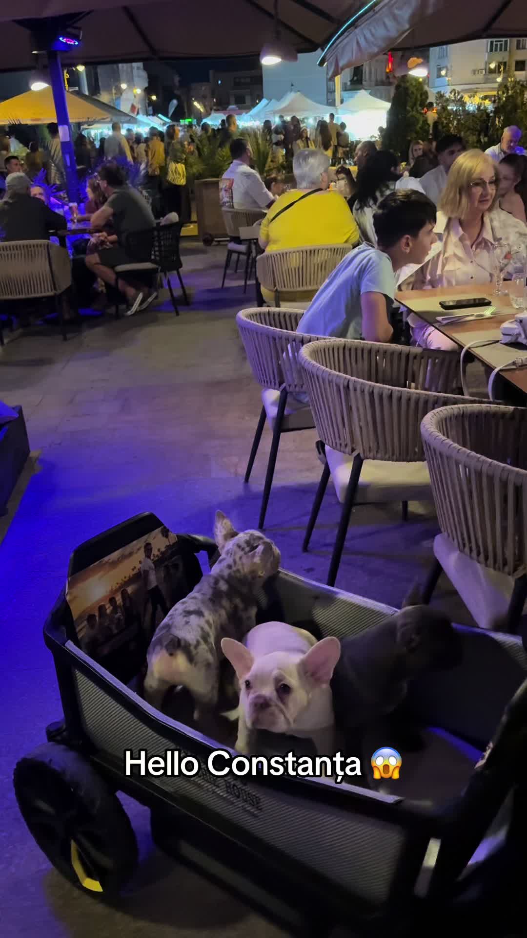 @✨Luxurious Frenchie House✨