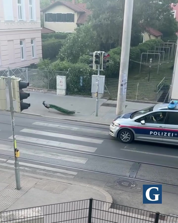 @Thug Life Austria