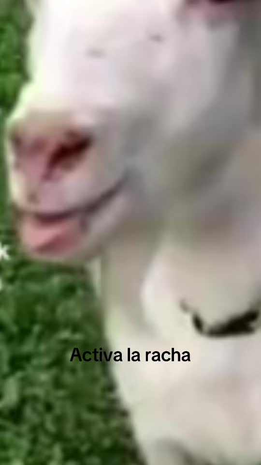 @activalarachaya0