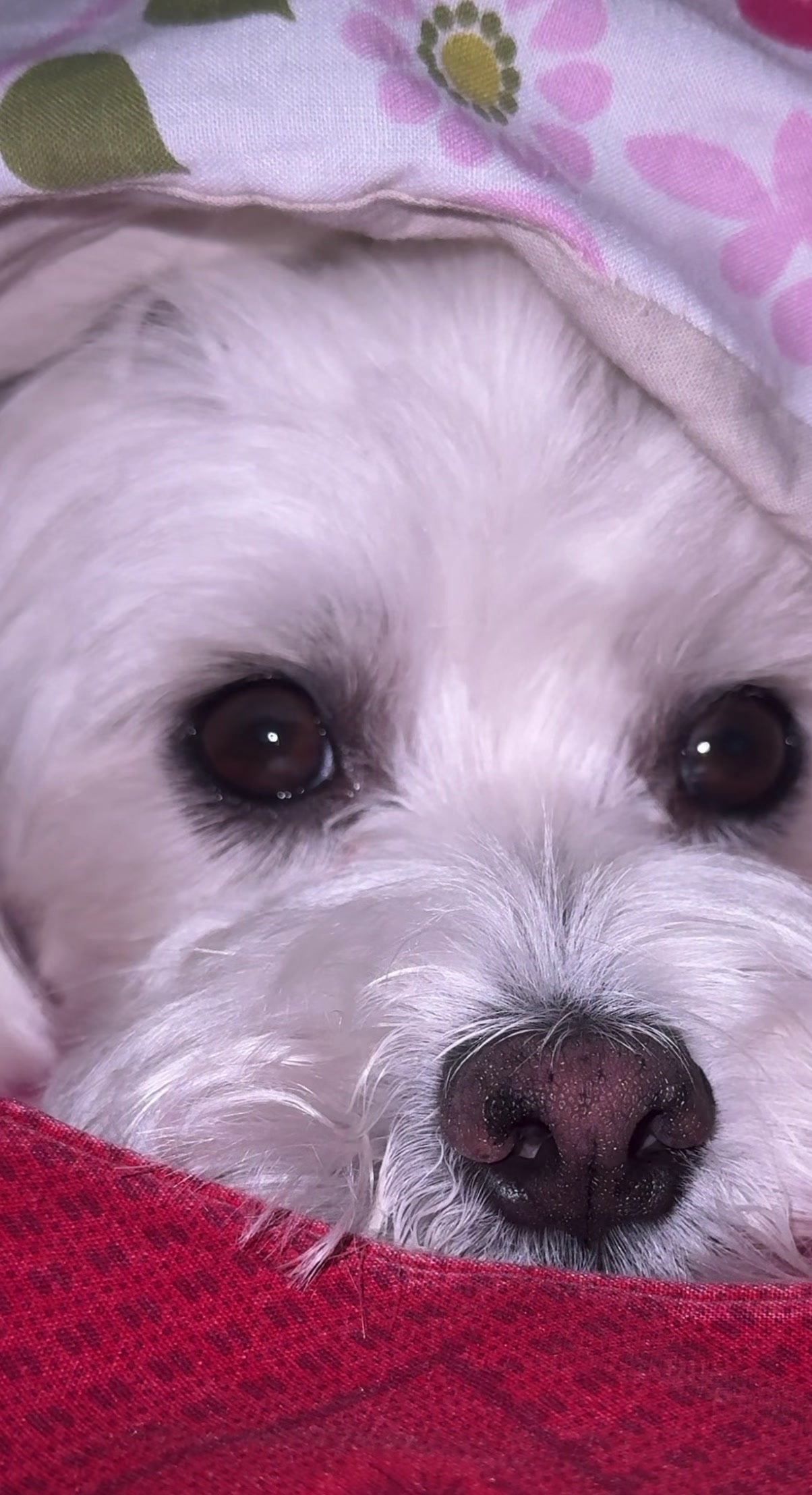 @Stella 🐾 Luki